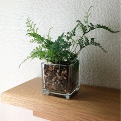 観葉植物　トキワシノブ　おしゃれなキューブガラスの鉢付き