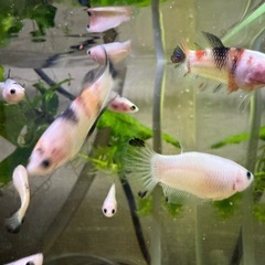 ベタ　プラカット　稚魚