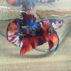 ベタ　プラカット　稚魚の画像