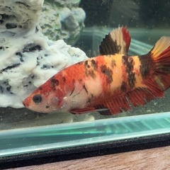 ベタ　プラカット　稚魚の画像