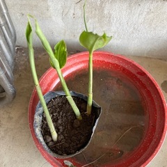 ミョウガ苗