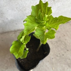ホオズキ苗
