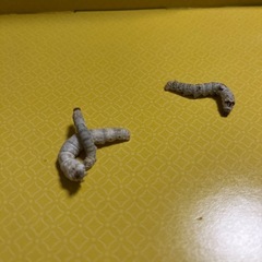 カイコ育ててみませんか？