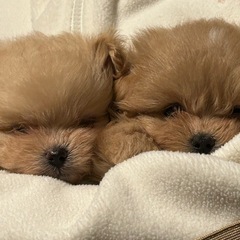 ポメプー見に来ませんか⁇