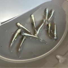 決まりました🙇‍♂️メダカ　マリアージュロングフィン　美魚　めだかの画像
