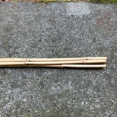 竹　支柱　未使用品   農業資材　園芸   ガーデニング　DIYの画像