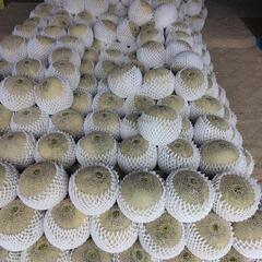 オトメメロン　規格外①の画像
