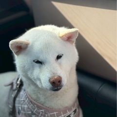 あさひちゃん✦ - 行橋市