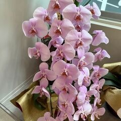 胡蝶蘭の画像