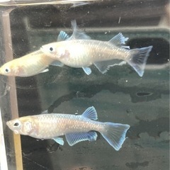 ［卵20+α］ルアンモルフォメダカの画像