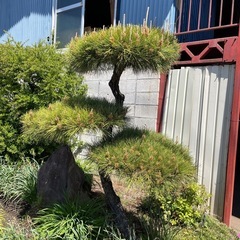 5月17日まで　松の木の画像