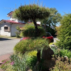 5月17日まで　松の木の画像