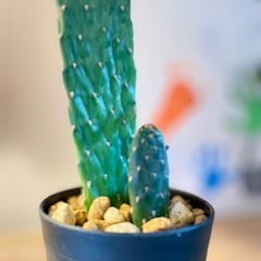 値下！まるで作り物！？　トゲなしサボテン　多肉植物　観葉植物 の画像