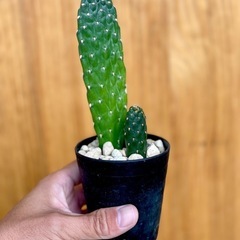 値下！まるで作り物！？　トゲなしサボテン　多肉植物　観葉植物 の画像