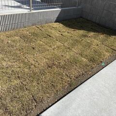 天然芝