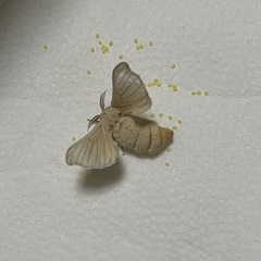 カイコ育ててみませんか？ - 高槻市