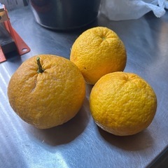 夏みかん