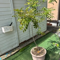 差し上げます、問い合わせ中の画像