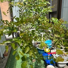 差し上げます、問い合わせ中の画像