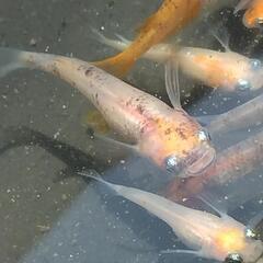 メダカ   紅華錦  B品の画像