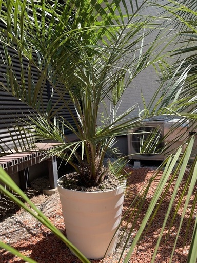 ココス椰子　良形