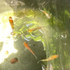 ［卵25+α］ダイアナ妃紅白メダカの画像