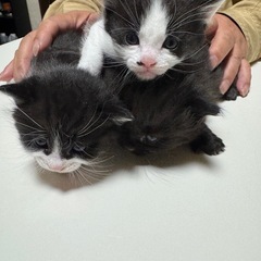 日本猫の子猫達
