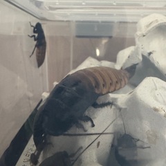 マダガスカルゴキブリ　オブロンゴナタ差し上げますの画像