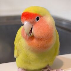 写真の好きなあなた！（誰でも大歓迎） - メンバー募集