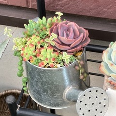 多肉植物 寄せ植えの画像