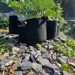 屋根瓦1枚から欲しい方どうぞ。瓦チップ、花壇などにいかがですか？の画像