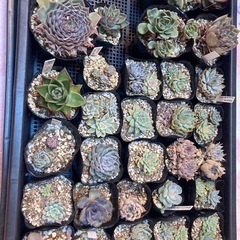 受渡し者決定済み　多肉植物