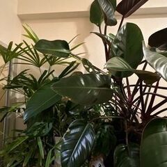 観葉植物　植物全般