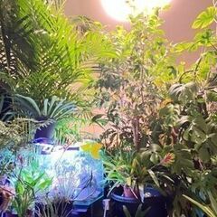 観葉植物　植物全般の画像