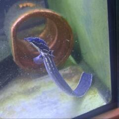 アクアリウム仲間募集　アロワナ、海水魚、時々インコ − 群馬県