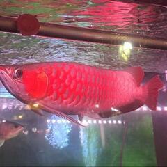 アクアリウム仲間募集　アロワナ、海水魚、時々インコ
