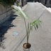 ランキングキーワードに紐づく投稿画像-観葉植物