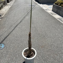 観葉植物　ケンチャヤシ