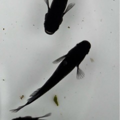 ブラックキングメダカ
の画像