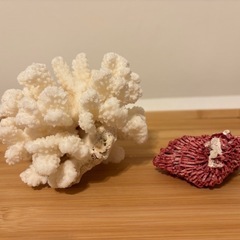 【商談中】「子宝祈願にも◎天然サンゴ2点セット（白・赤）／石部屋ご案内OK」の画像