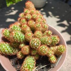 植物🪴全部まとめての画像
