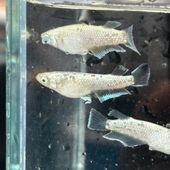メダカ　フロヘイキの画像