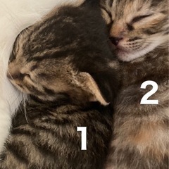 0ヶ月　だんだん可愛くなっています！良き里親さん募集中！