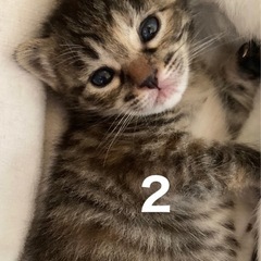 里親さん決まりました！お問合せありがとうございました − 宮城県