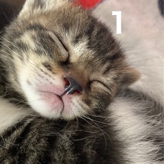 里親さん決まりました！お問合せありがとうございました - 猫