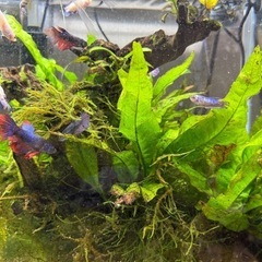 流木　水草付き