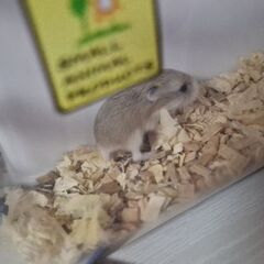 ロボロフスキーハムスターの赤ちゃん譲ります‪🐹