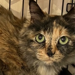 猫とまったり生活をご希望の方にピッタリ