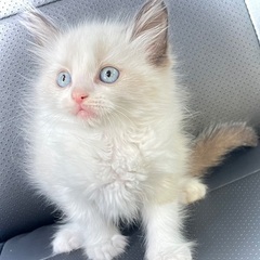 激カワのラグドール🐾金・土限定プライス✨総額12万円でお迎えできます✨