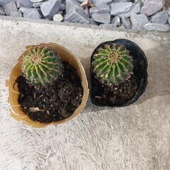（お話し中です）サボテン　短毛丸　白花